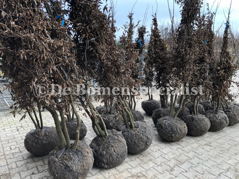 Carpinus Betulus Meerstammig (Gewone Haagbeuk)-11