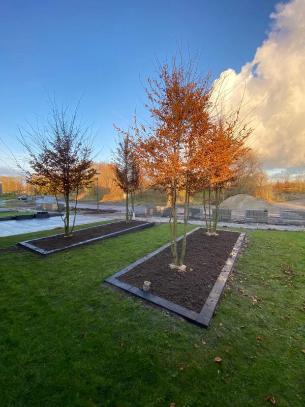 Carpinus Betulus Meerstammig (Gewone Haagbeuk)-12