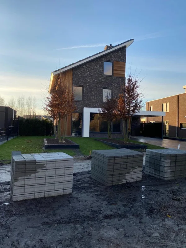 Carpinus Betulus Meerstammig (Gewone Haagbeuk)-13