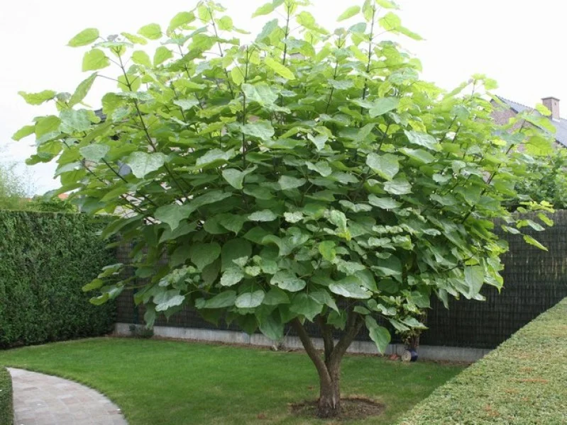 Catalpa Bignonioides Meerstammig (Trompetboom)