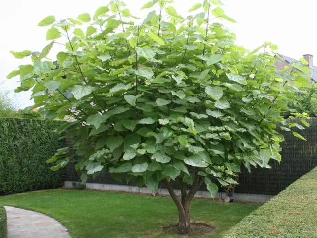 Catalpa Bignonioides Mehrstämmig (Trompetenbaum) Catalpa Bignonioides Mehrstämmig (Trompetenbaum)