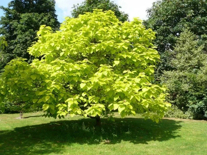 Catalpa Bignonioides Meerstammig (Trompetboom)-2