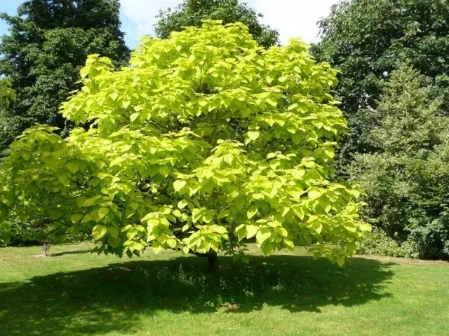 Catalpa Bignonioides Mehrstämmig (Trompetenbaum) Catalpa Bignonioides Mehrstämmig (Trompetenbaum)