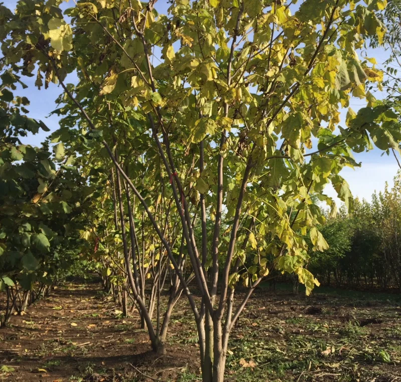 Catalpa Bignonioides Meerstammig (Trompetboom)-3