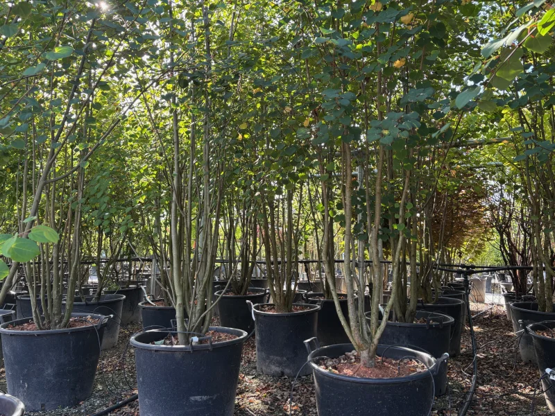 Cercidiphyllum Japonicum Meerstammig (Katsuraboom)-1