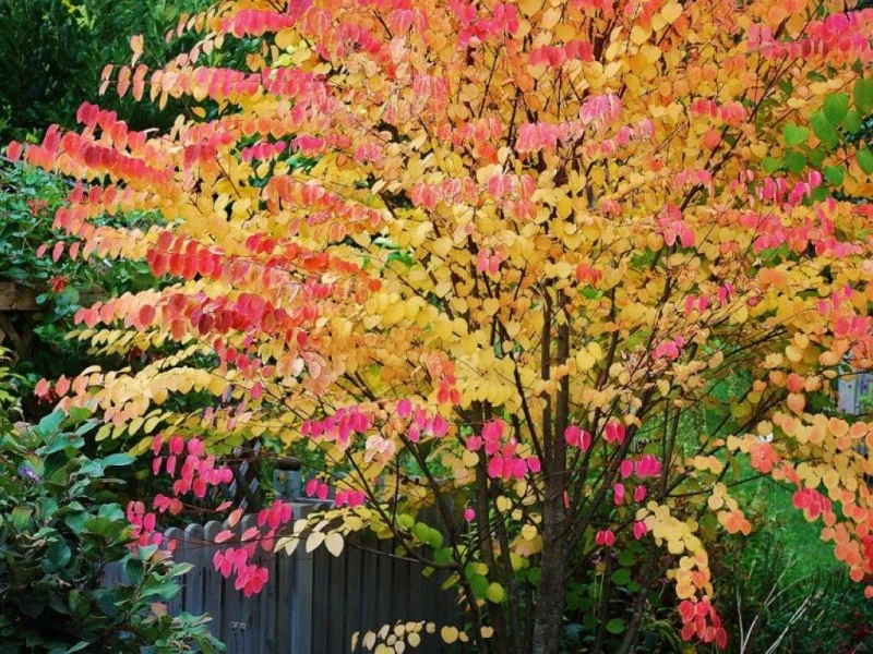 Cercidiphyllum Japonicum Meerstammig (Katsuraboom)