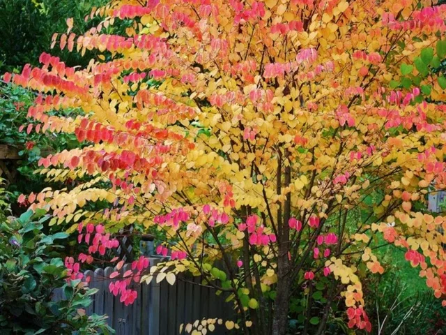 Cercidiphyllum Japonicum Mehrstämmig (Katsurabaum) Cercidiphyllum Japonicum Mehrstämmig (Katsurabaum)