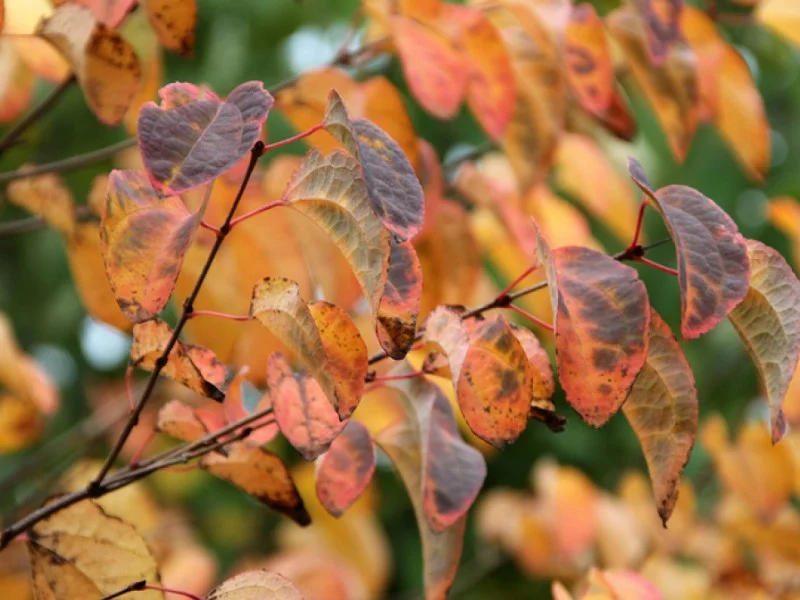 Cercidiphyllum Japonicum Meerstammig (Katsuraboom)-3