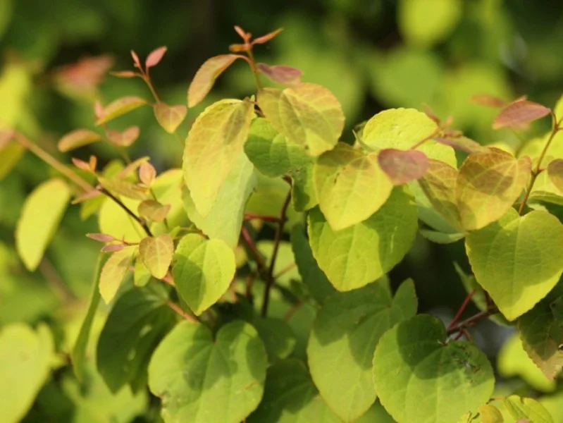 Cercidiphyllum Japonicum Meerstammig (Katsuraboom)-4