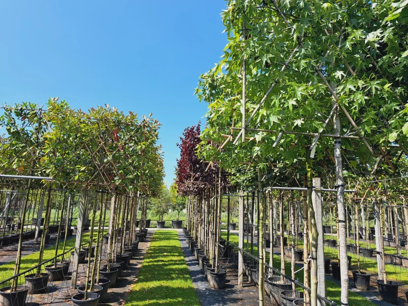 Liquidambar Styraciflua Worplesdon Leiboom (Leiamberboom)-1