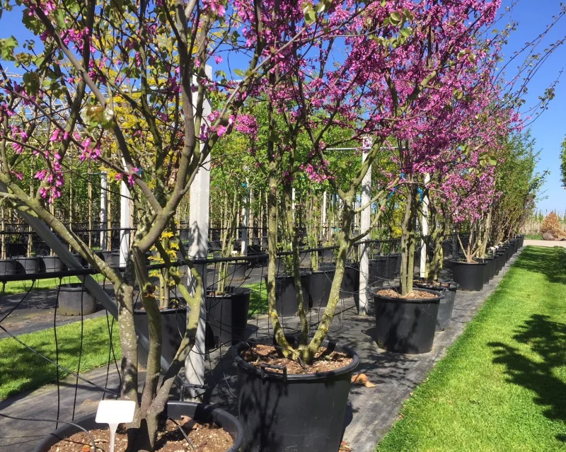 Cercis Siliquastrum Meerstammig (Judasboom)-1
