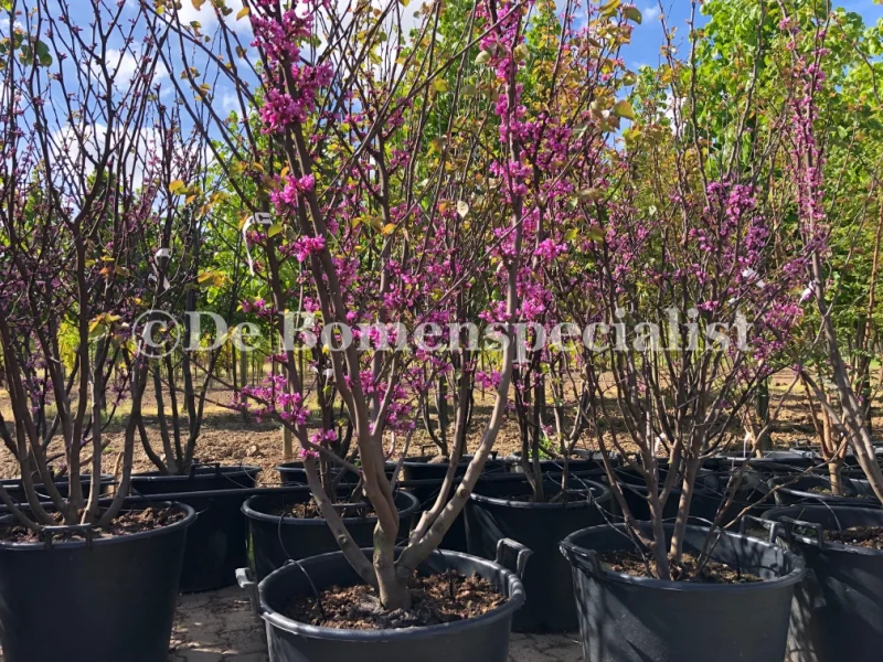 Cercis Siliquastrum Meerstammig (Judasboom)-3