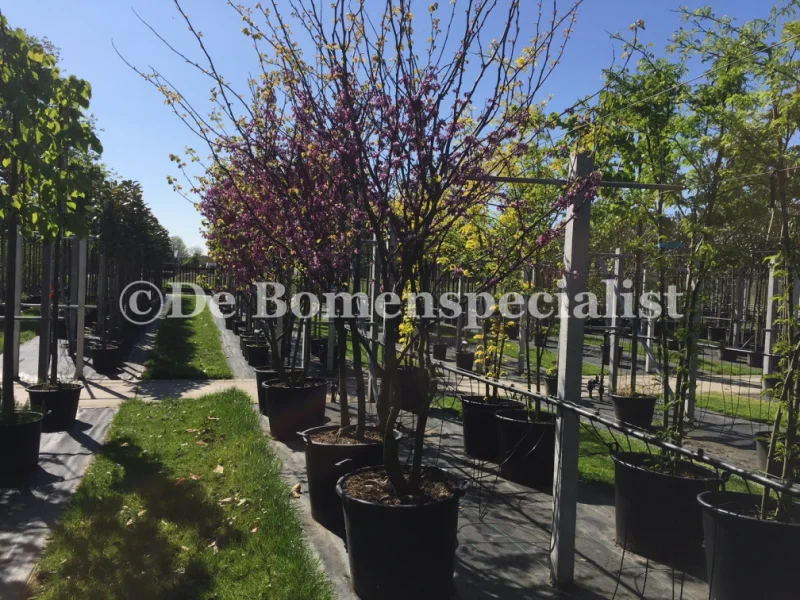 Cercis Siliquastrum Meerstammig (Judasboom)-4