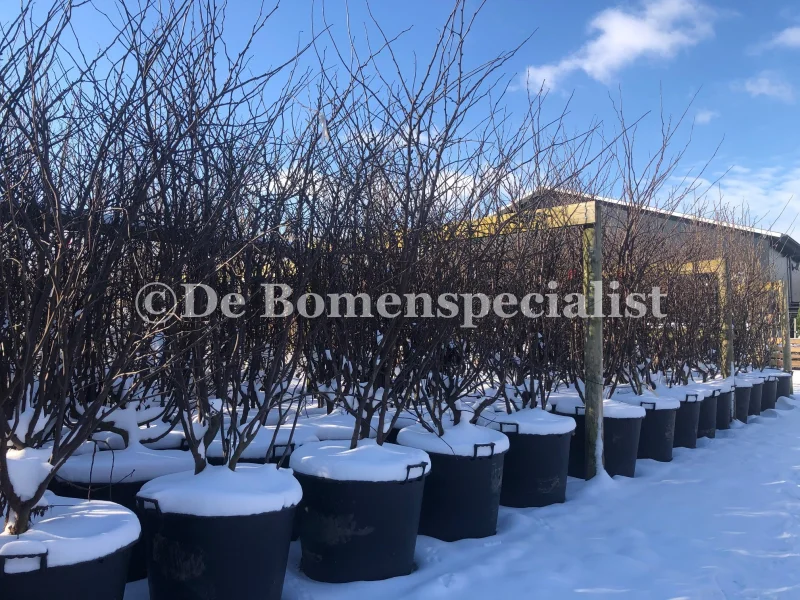 Cercis Siliquastrum Meerstammig (Judasboom)-5