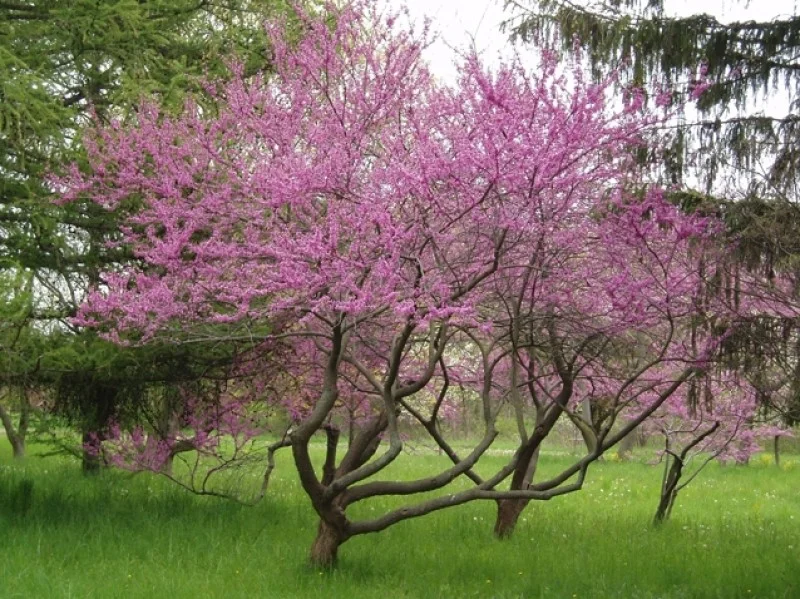 Cercis Siliquastrum Meerstammig (Judasboom)-6