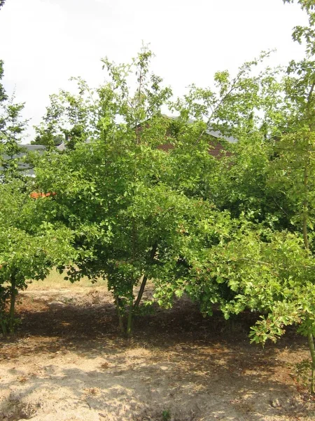 Crataegus Media Pauls Scarlet Mehrstämmig (Rotdorn)