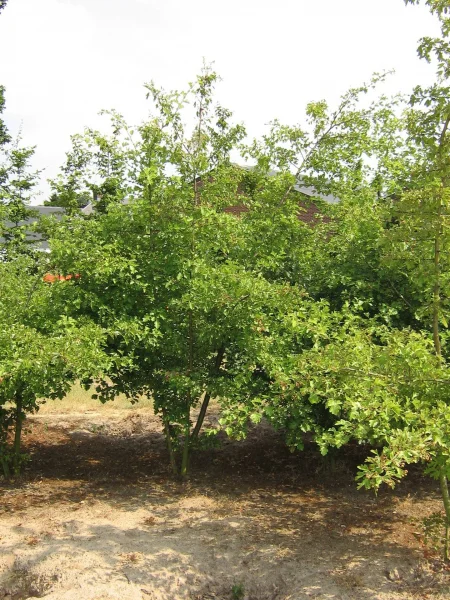 Crataegus laevigata Pauls Scarlet Meerstammig (Rode Meidoorn)
