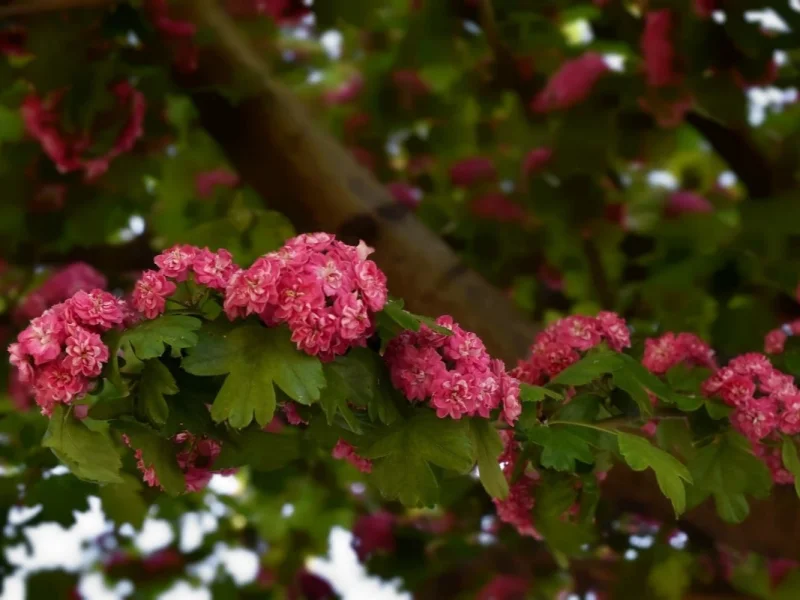 Crataegus laevigata Pauls Scarlet Meerstammig (Rode Meidoorn)-3