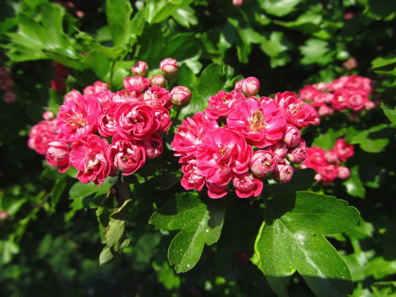 Crataegus laevigata Pauls Scarlet Meerstammig (Rode Meidoorn)-4