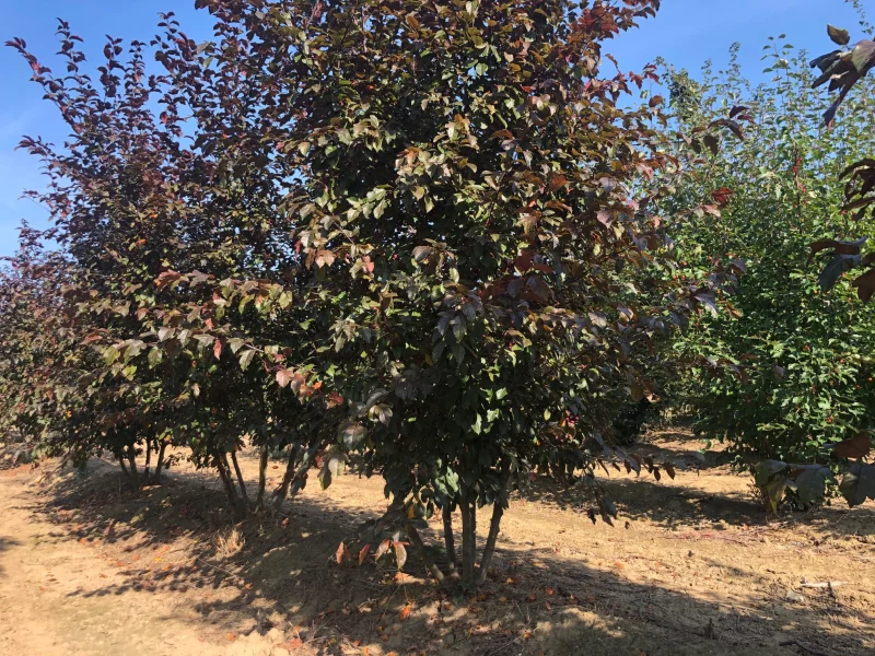 Malus Mokum Meerstammig (Sierappel)-1