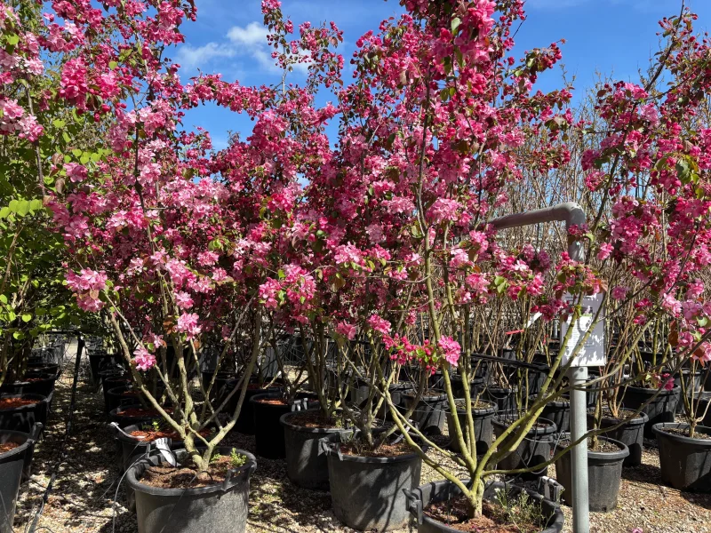 Malus Mokum Meerstammig (Sierappel)-2