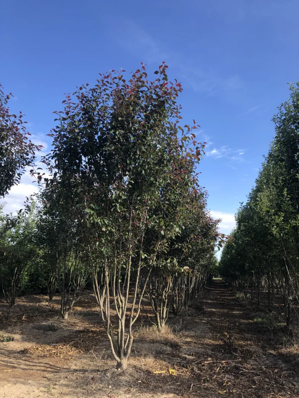 Malus Mokum Meerstammig (Sierappel)-3