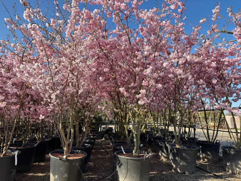 Prunus Accolade Meerstammig (Sierkers)-1