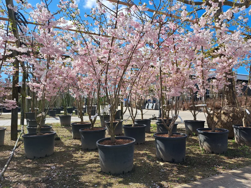 Prunus Accolade Meerstammig (Sierkers)-2