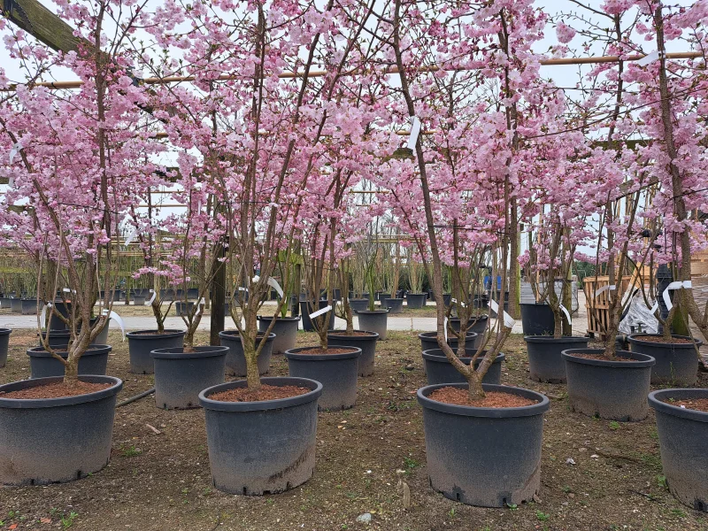 Prunus Accolade Meerstammig (Sierkers)-3