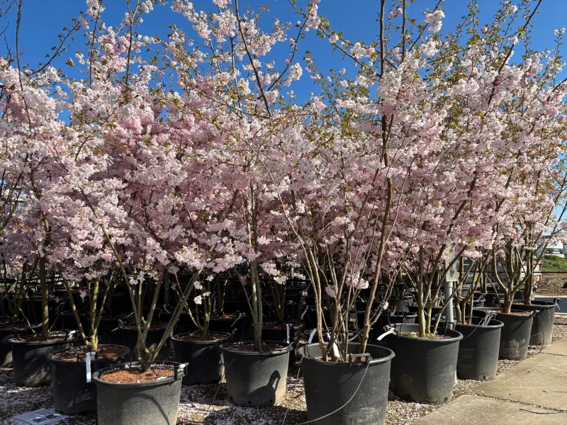 Prunus Accolade Meerstammig (Sierkers)-4