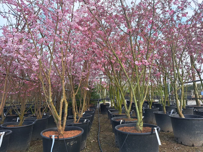 Prunus Accolade Meerstammig (Sierkers)-5