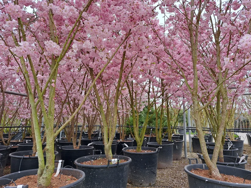 Prunus Accolade Meerstammig (Sierkers)-6