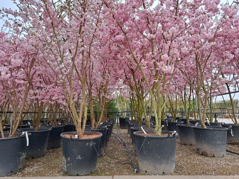 Prunus Accolade Meerstammig (Sierkers)-7