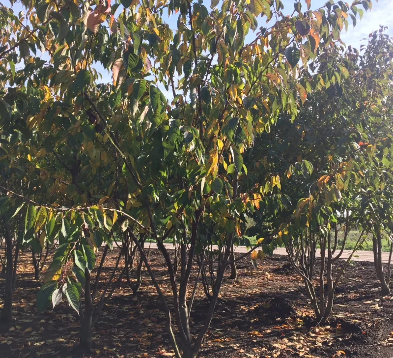 Prunus Accolade Meerstammig (Sierkers)-8