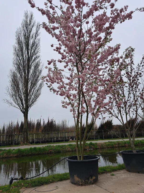 Prunus Accolade Meerstammig (Sierkers)-9