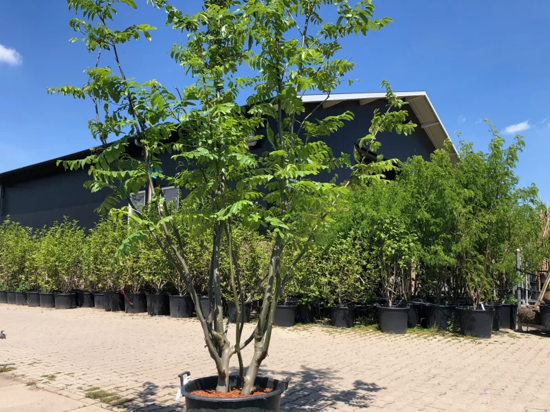 Pterocarya Fraxinifolia Meerstammig (Vleugelnoot)-2