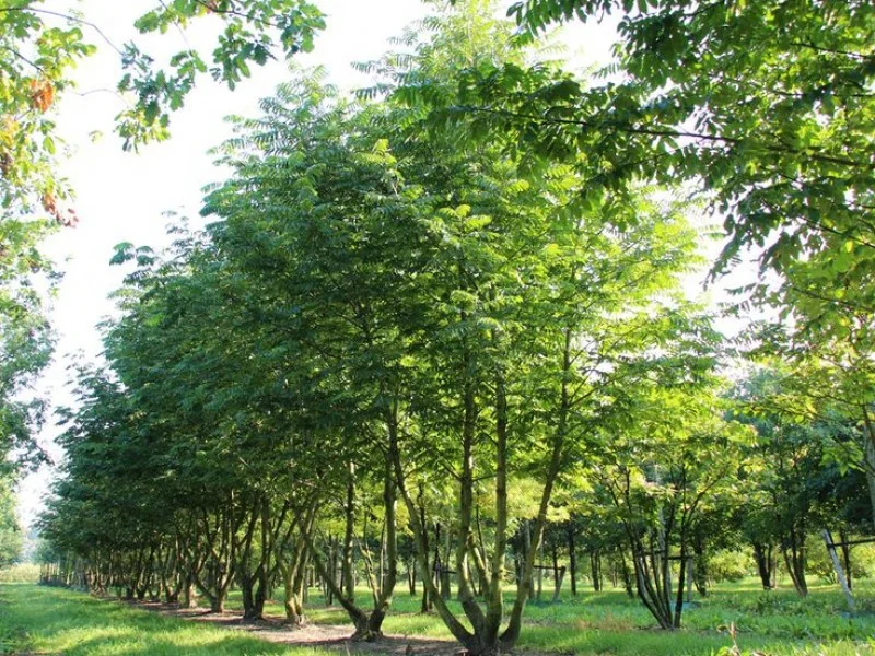 Pterocarya Fraxinifolia Meerstammig (Vleugelnoot)-3