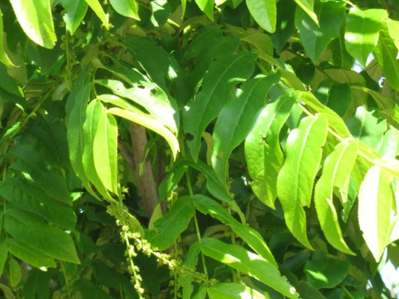 Pterocarya Fraxinifolia Meerstammig (Vleugelnoot)-4