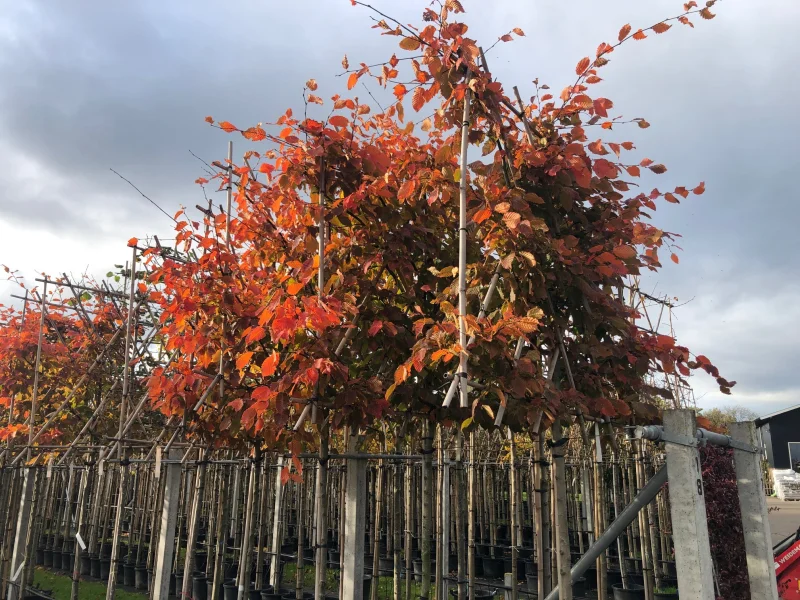 Carpinus betulus 'Rockhampton Red' leiboom (Haagbeuk)