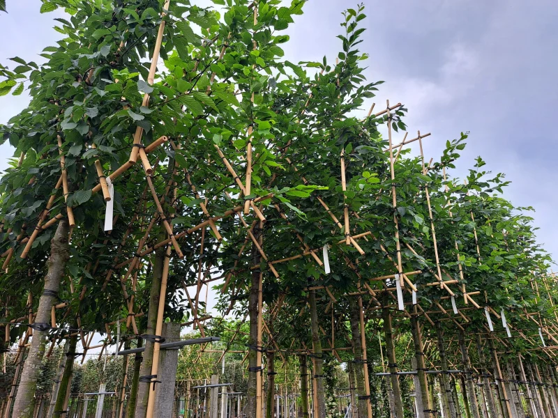 Carpinus betulus 'Rockhampton Red' leiboom (Haagbeuk)