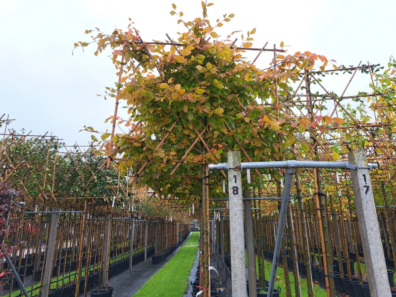 Carpinus betulus 'Rockhampton Red' leiboom (Haagbeuk)-4