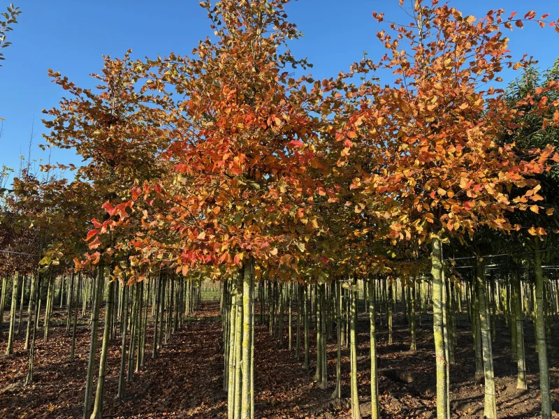 Carpinus betulus 'Rockhampton Red' (Haagbeuk)-1
