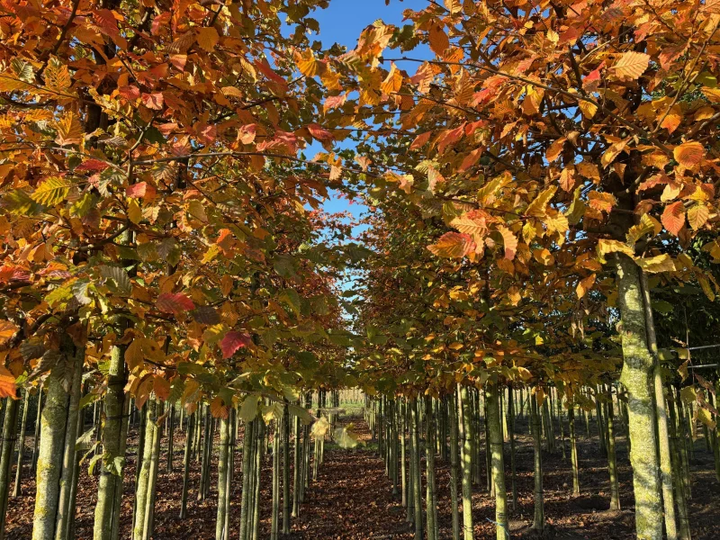 Carpinus betulus 'Rockhampton Red' (Haagbeuk)-2