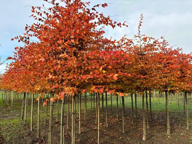 Carpinus betulus 'Rockhampton Red' (Haagbeuk)-3