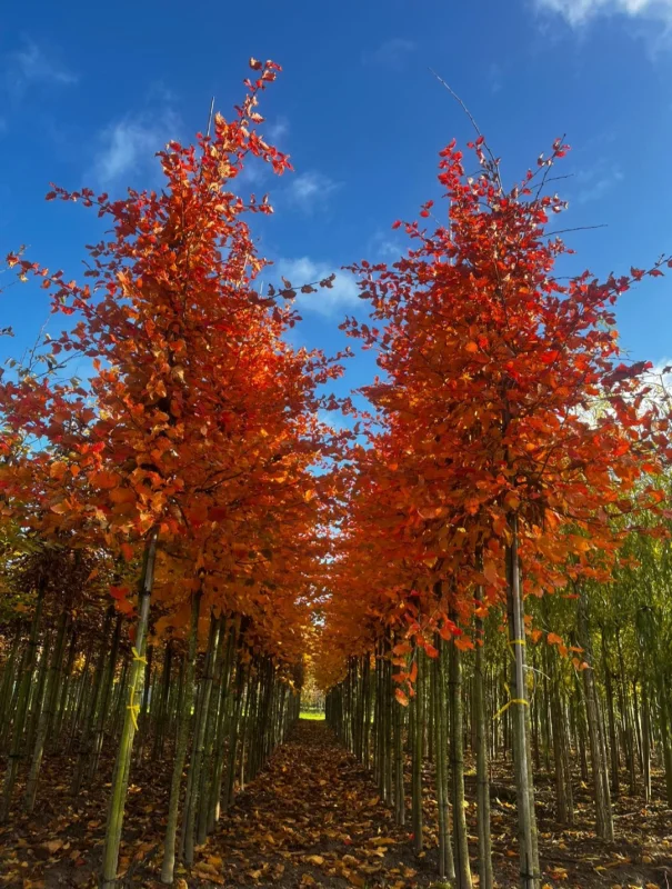 Carpinus betulus 'Rockhampton Red' (Haagbeuk)-4