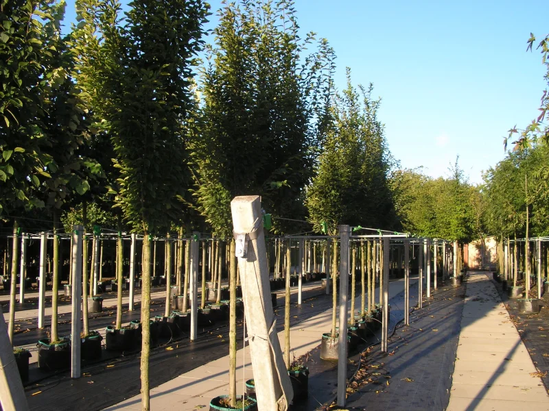 Carpinus betulus 'Rockhampton Red' (Haagbeuk)-5