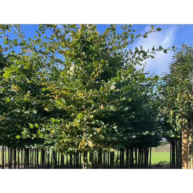 Carpinus betulus 'Rockhampton Red' (Haagbeuk)-6