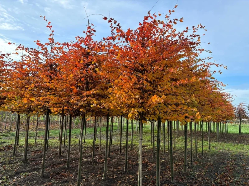 Carpinus betulus 'Rockhampton Red' (Haagbeuk)-7