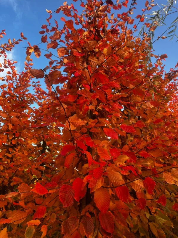 Carpinus betulus 'Rockhampton Red' (Haagbeuk)-8