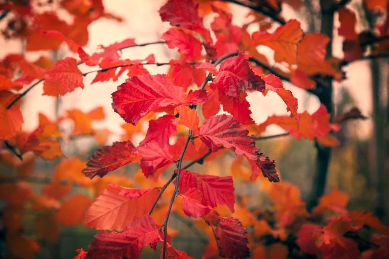 Carpinus betulus 'Rockhampton Red' (Haagbeuk)-9